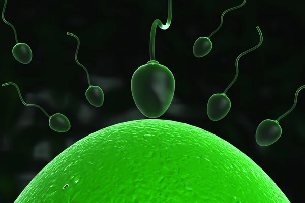 Conception - spermatozoïdes et ovules in uterus — Photo