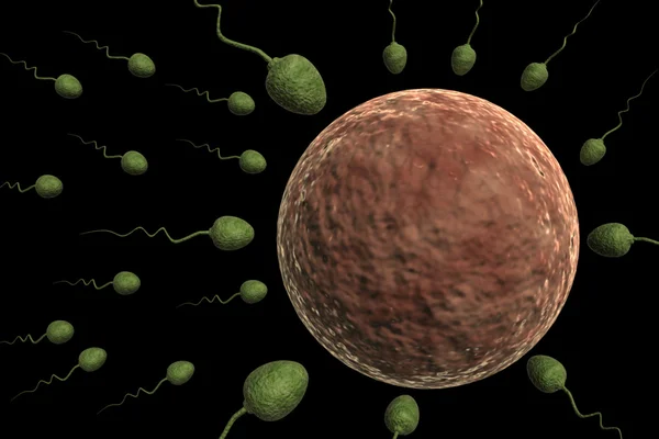 Cellules spermatiques qui pénètrent dans les œufs humains — Photo