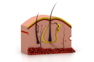Digital illustration of human skin anatomy clipart