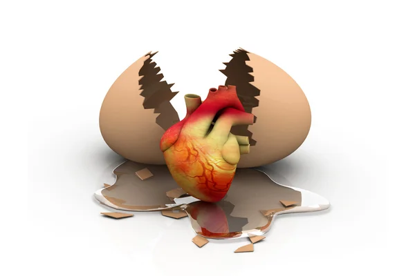 Human heart with open egg — Stock Photo, Image