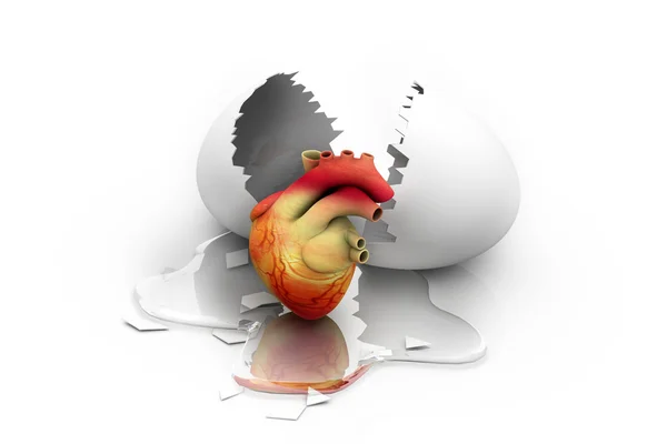 Человеческое сердце с открытым яйцом — стоковое фото