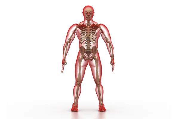 X-ray illustration of human body and skeleton — Stock Photo, Image