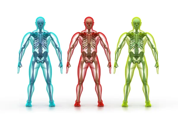 X-ray illustration of human body and skeleton — Stock Photo, Image