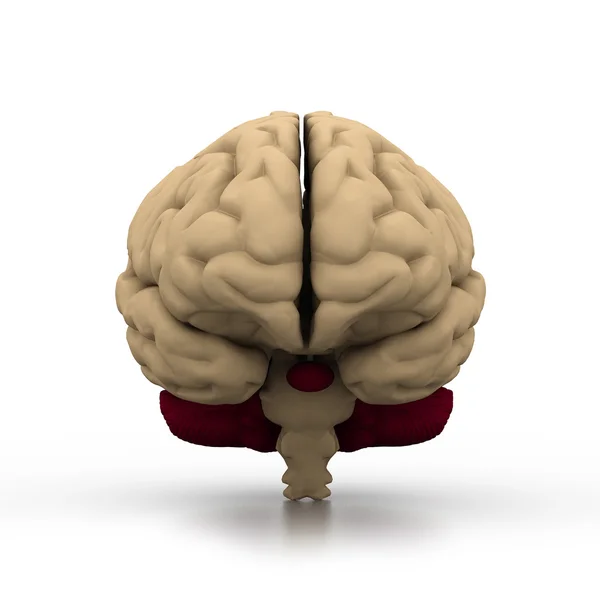 Human brain — Stock Photo, Image