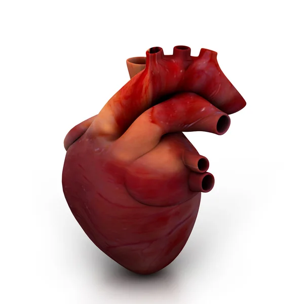 Ludzkie serce — Zdjęcie stockowe