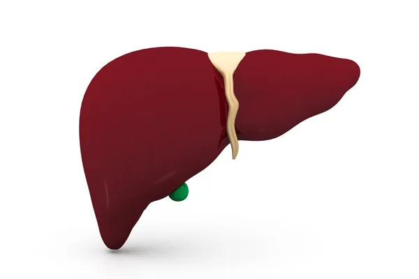 Beyaz arka planda 3D insan karaciğer — Stok fotoğraf