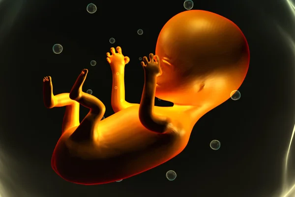 Foetus humain — Photo