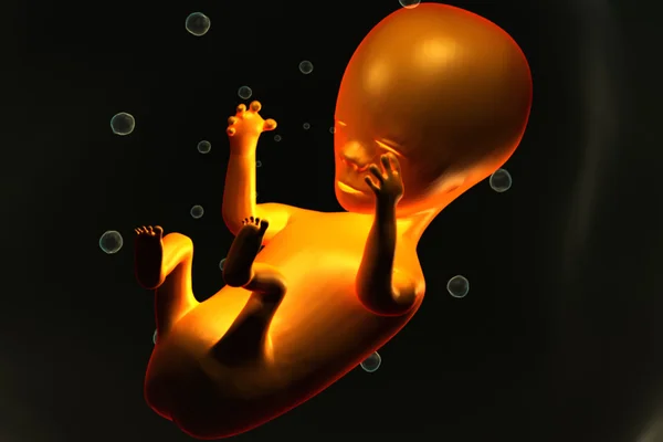 Menselijke foetus — Stockfoto