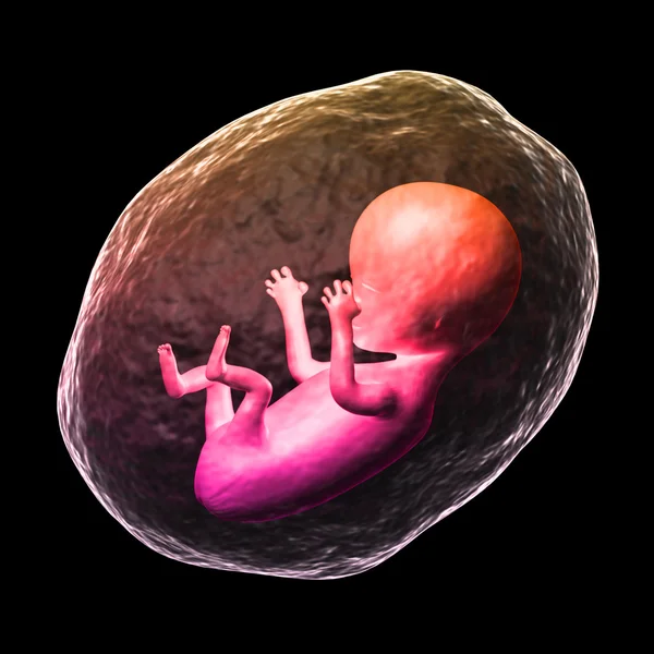 人間の胎児 — ストック写真