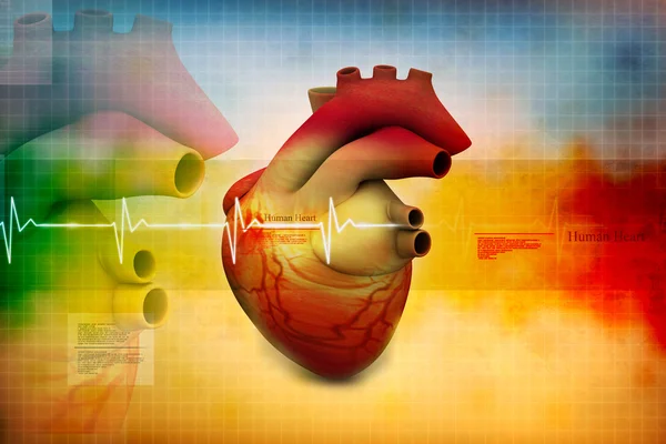Цифрова ілюстрація людського серця — стокове фото