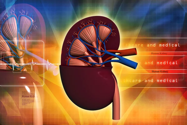 Human kidney in abstract background — Stock Photo, Image