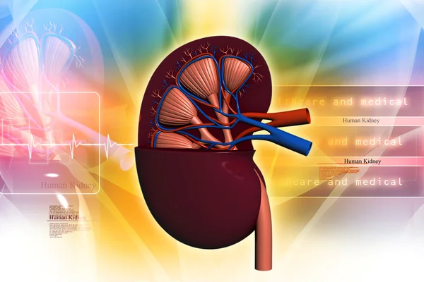 Human kidney in abstract background — Stock Photo, Image