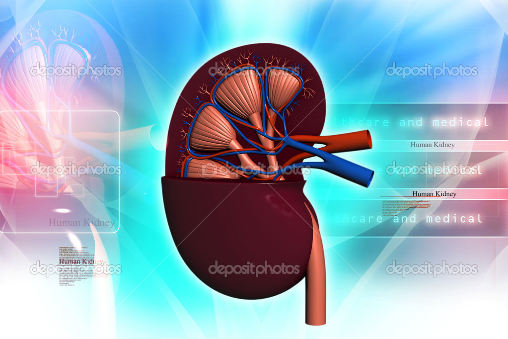 Human kidney in abstract background