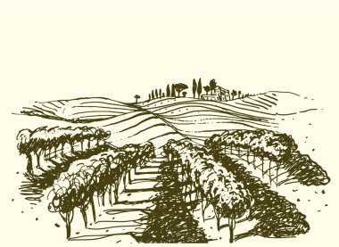 bağ. şarap & üzüm şekil.