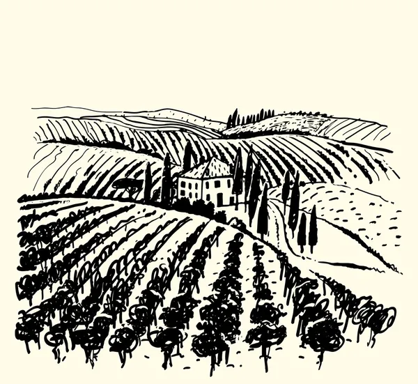 Viñedo. Ilustración de vino y uva . — Archivo Imágenes Vectoriales