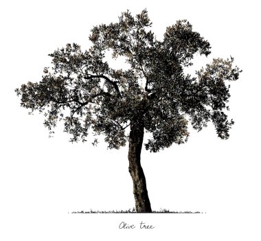 Zeytin ağacı silueti.