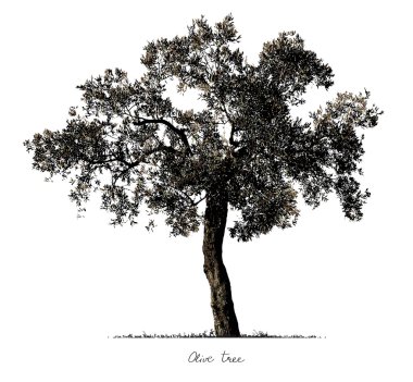 Olive Tree silhouette. clipart