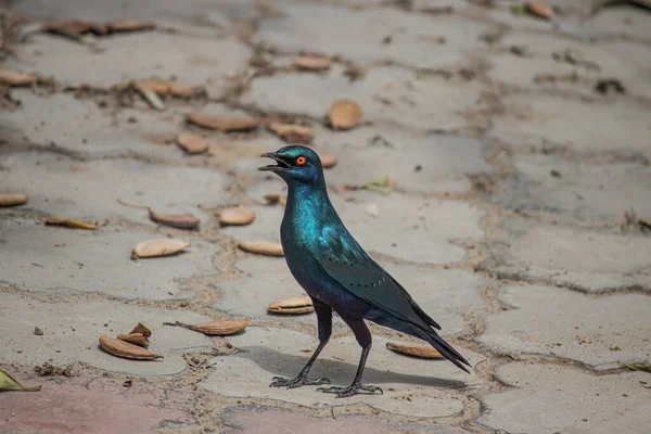 Blue Bird Happiness Cape Starling Red Shouldered Glossy Starling Cape — Stockfoto