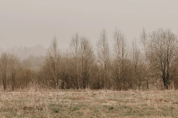 Vroeg voorjaar op het platteland. Droog gras en bomen zonder bladeren. — Stockfoto