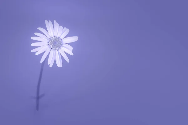 Красива ромашкова квітка, що стоїть на фіолетовому фоні — стокове фото