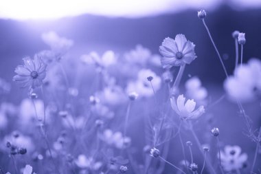 Çayırdaki güzel kozmos çiçekleri, mor tonlarda.