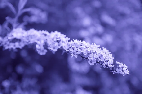 Spirea-Ast auf verschwommenem Grashintergrund, violett gefärbt Stockbild