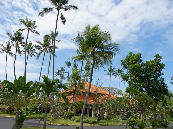 Palm garden — Stock Photo, Image