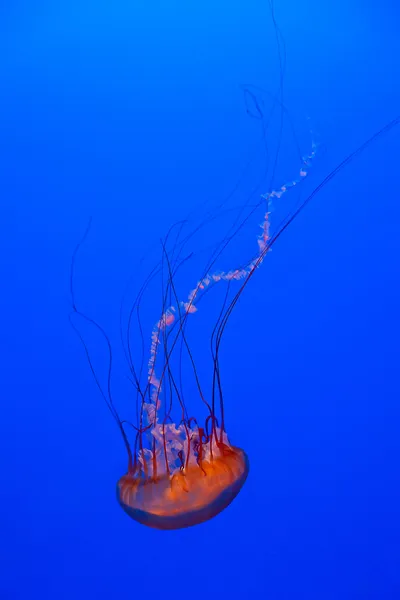 Jellyfish — Stock Photo, Image