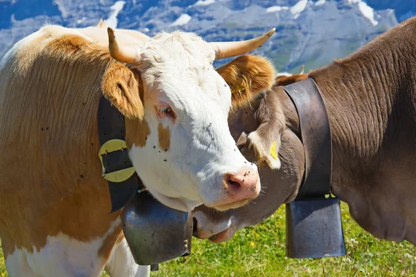 Vacas suíças — Fotografia de Stock