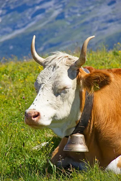 Schweizer Kuh — Stockfoto
