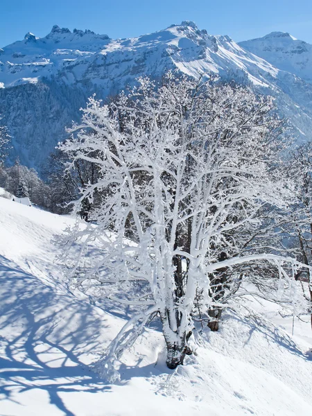 Paisaje invierno — Foto de Stock