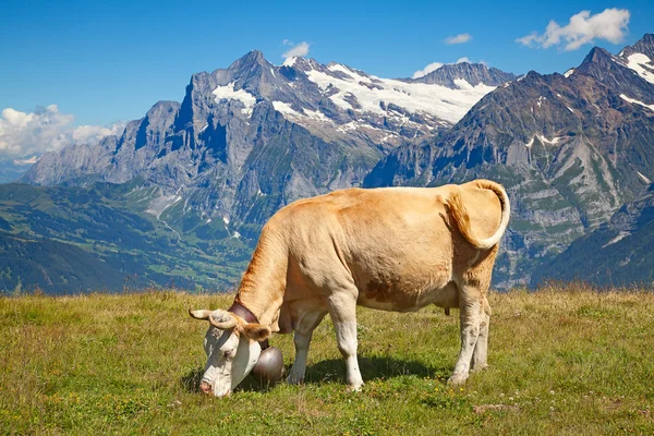 Vacas nos alpes suíços — Fotografia de Stock