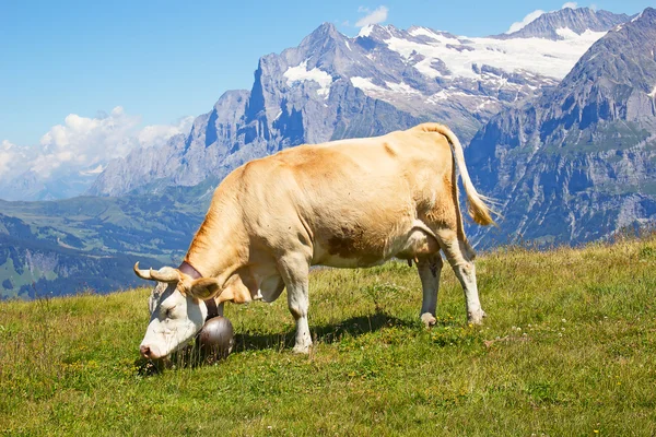 Swiss cow — Stock Photo, Image