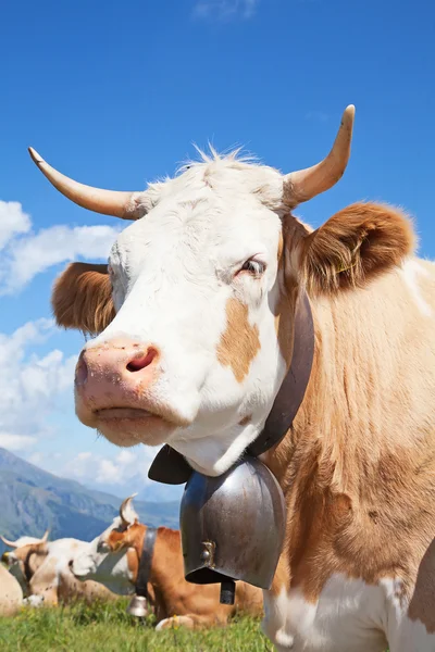 Schweizer Kuh — Stockfoto