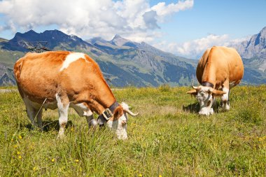 İsviçre inekleri