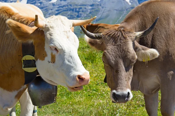 Vacas suizas —  Fotos de Stock