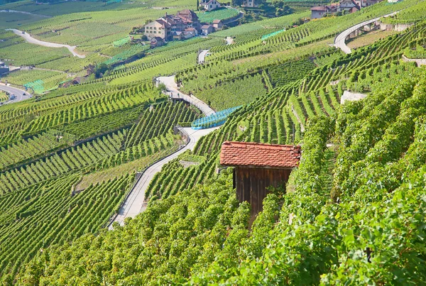 Lavaux region — Stock Photo, Image