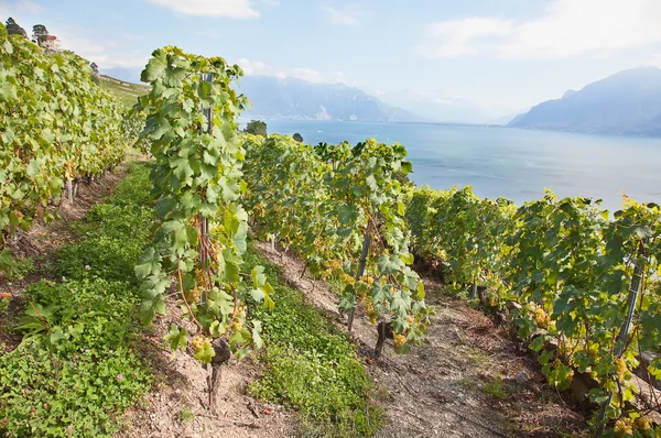 Lavaux region — Stock Photo, Image