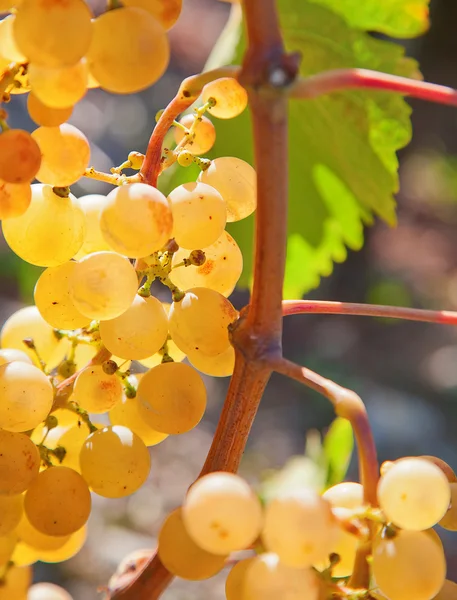 Желтый виноград — стоковое фото