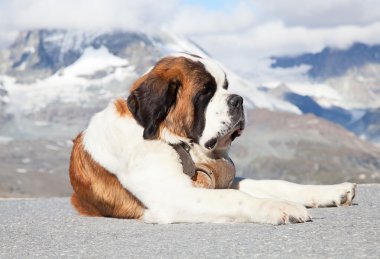 St. bernard köpeği