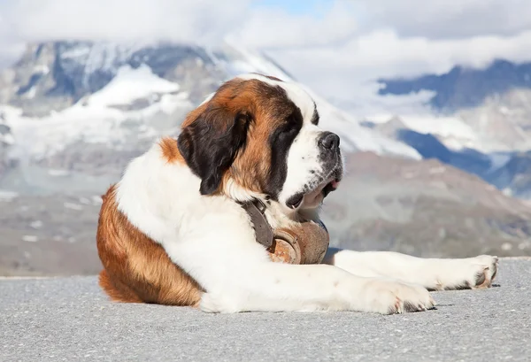 St. bernard pes — Stock fotografie