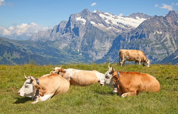 Schweizer Kuh — Stockfoto