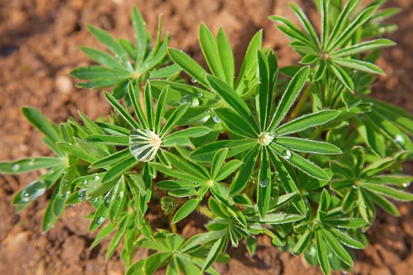 Frühling im Garten — Stockfoto