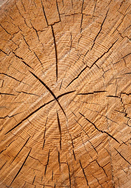 Borchie di legno fresco — Foto Stock