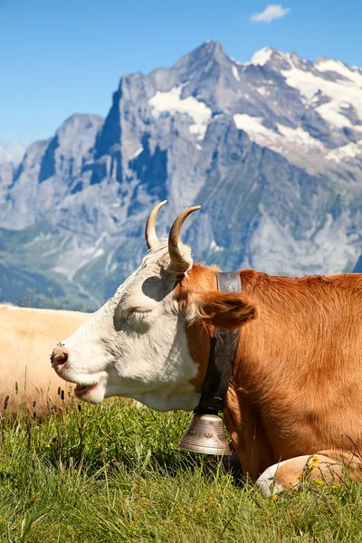 Швейцарская корова — стоковое фото