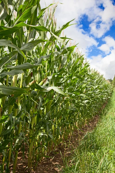 Campo de maíz — Foto de Stock