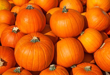 Renkli balkabakları