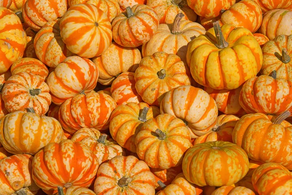 Calabazas coloridas — Foto de Stock