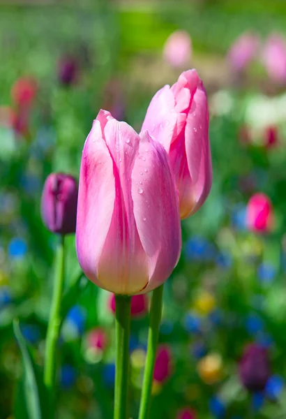 Tulipanes — Foto de Stock