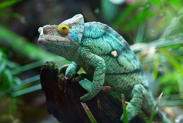 Camaleão Verde — Fotografia de Stock